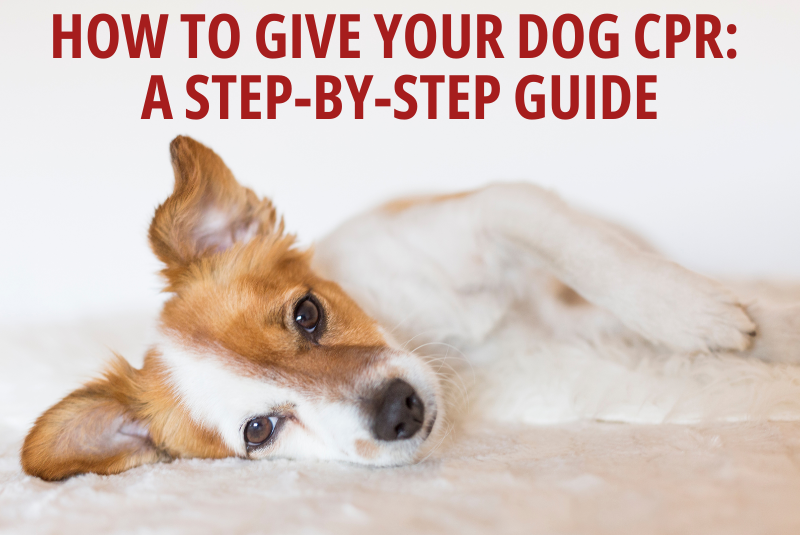 How to Give Your Dog CPR A Step-by-Step Guide