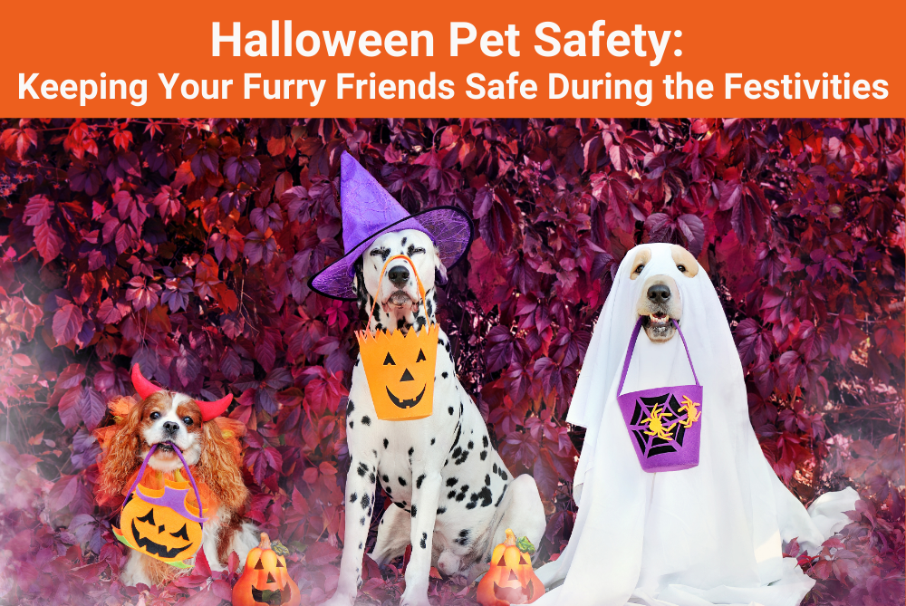 Halloween Pet Safety: Keeping Your Furry Friends Safe During the Festivities